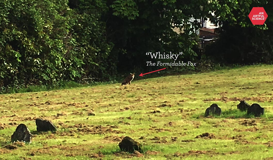 Whiskey, The Formidable Fox